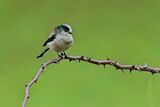 LONG TAILED TIT