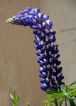 Lupins