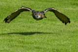 European Eagle Owl