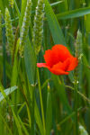 Lone Poppy