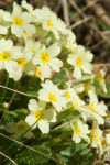Primroses