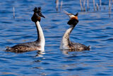 MALE & FEMALE GREAT CRESTED GREBE