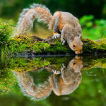 Squirrel Reflection