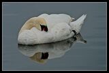 Swan Reflection