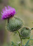 Thistle