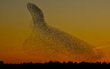 Starling Murmaration