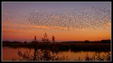 Starling Murmaration