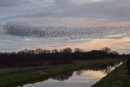 Starlings at Shapwick