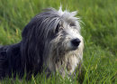 Bearded Collie
