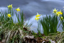 Daffodills