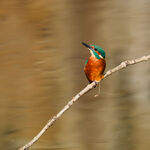 Young Kingfisher
