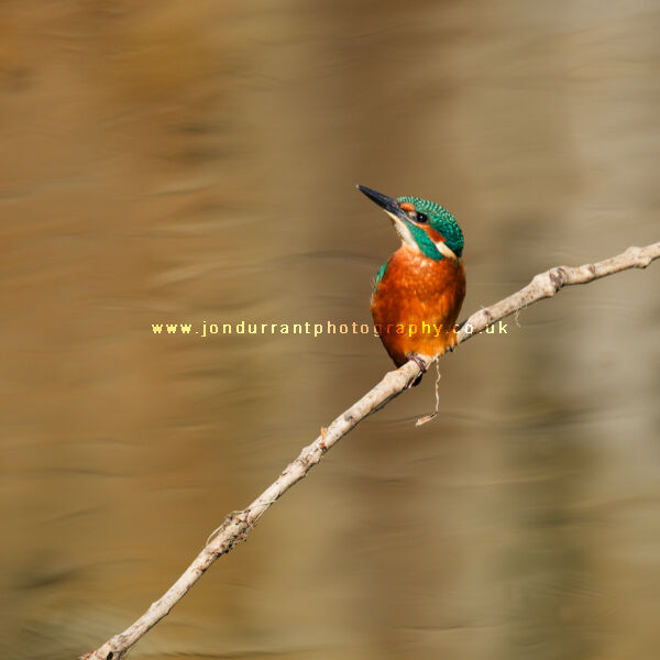 Young Kingfisher