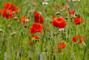 Poppies