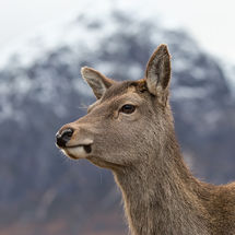 Deer and Buachaille Etive Mor
