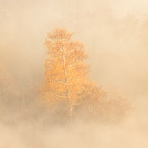 Golden Tree at Yew Crag 2