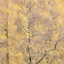 Yellow Tree, Holme Fell