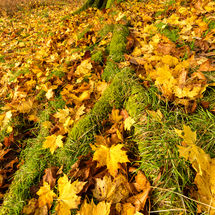 Autumn Leaves' Tarn Hows