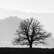 Lone Tree, Ullswater