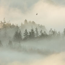 Soaring over the Forest