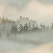 Soaring Above the Forest