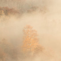 Golden Tree at Yew Crag 4
