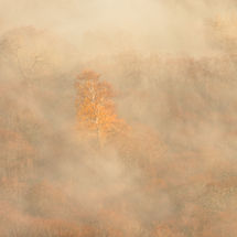Golden Tree at Yew Crag