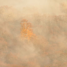 Golden Tree at Yew Crag