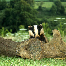 Badger
