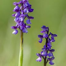 Green Winged Orchid {Orchis morio)