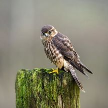 Merlin