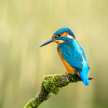 Kingfisher