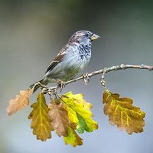 House Sparrow