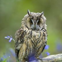 Long-Eared Owl