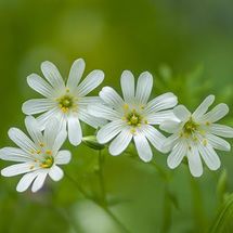 Greater Stitchwort {Stellaria holostea}