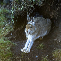 Mountain Hare