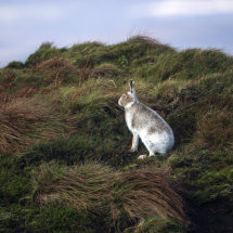 Mountain Hare
