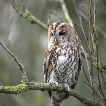 Tawny Owl