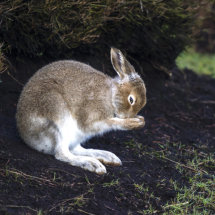 Mountain Hare