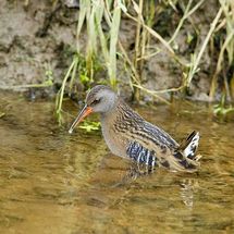 Water Rail