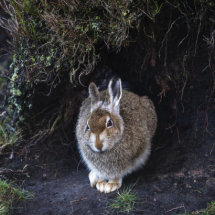 Mountain Hare