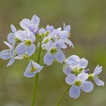 Cuckoo Flower (Cardamine pratensis}