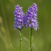 Common Spotted Orchid
