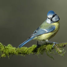 Blue Tit