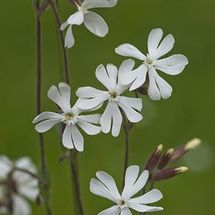 White Campion {Silene latifolia}