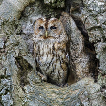 Tawny Owl
