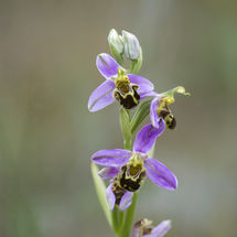 Bee Orchid