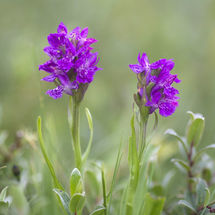 Early Marsh Orchid