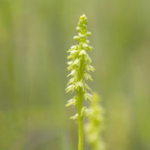 Musk Orchid