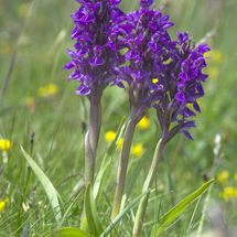 Northern Marsh Orchid