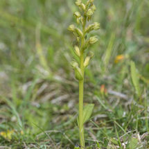 Frog Orchid